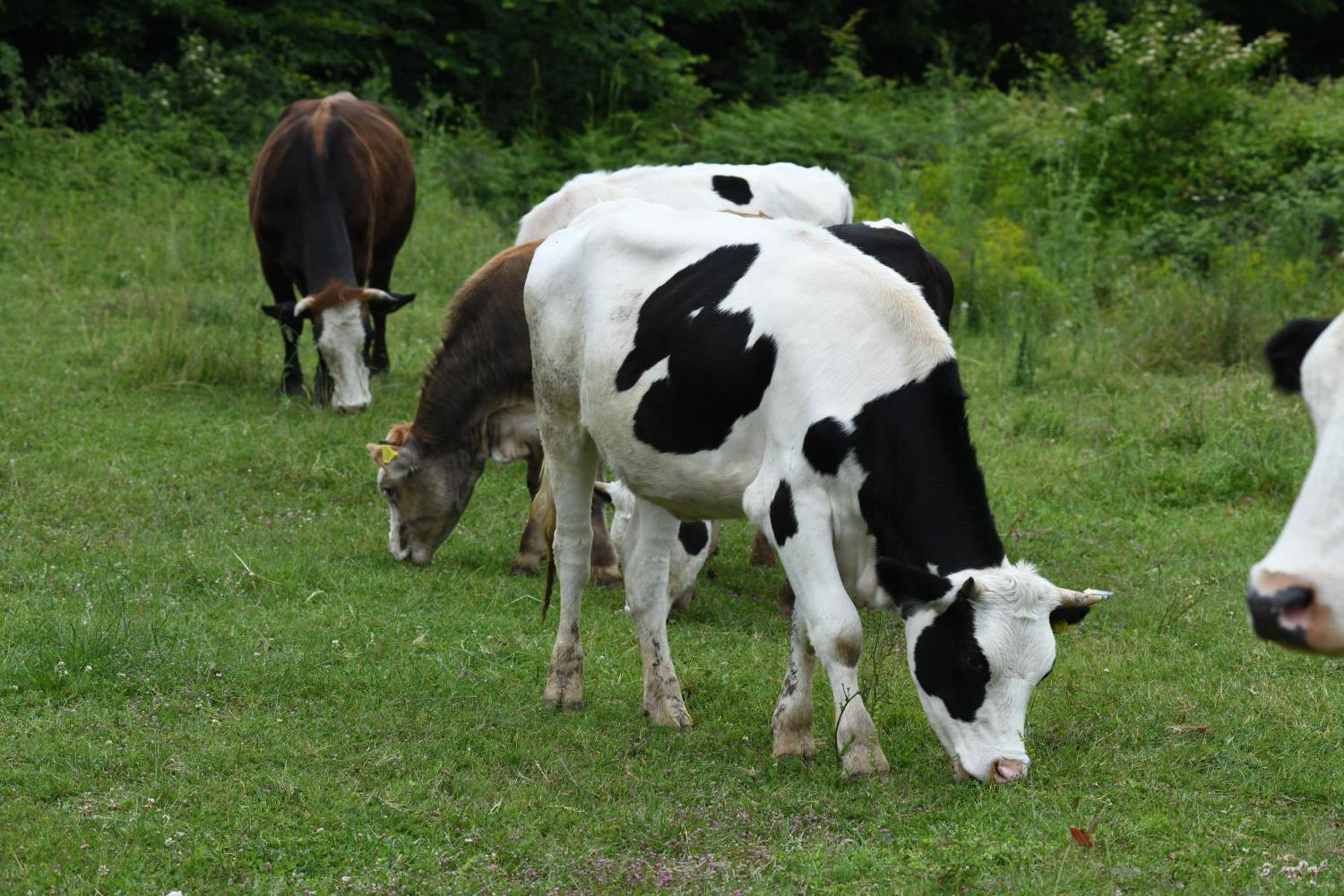 Narkoey Ecologic Hotel & Organic Farm Kocaeli Exterior foto